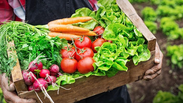 Vegetable harvest