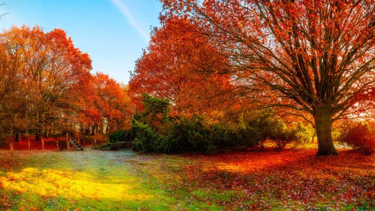 Autumn trees in the countryside