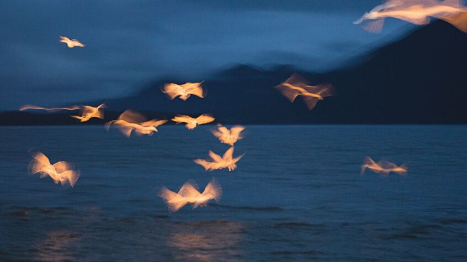 Gulls at night doing positive living with an inspirational quote