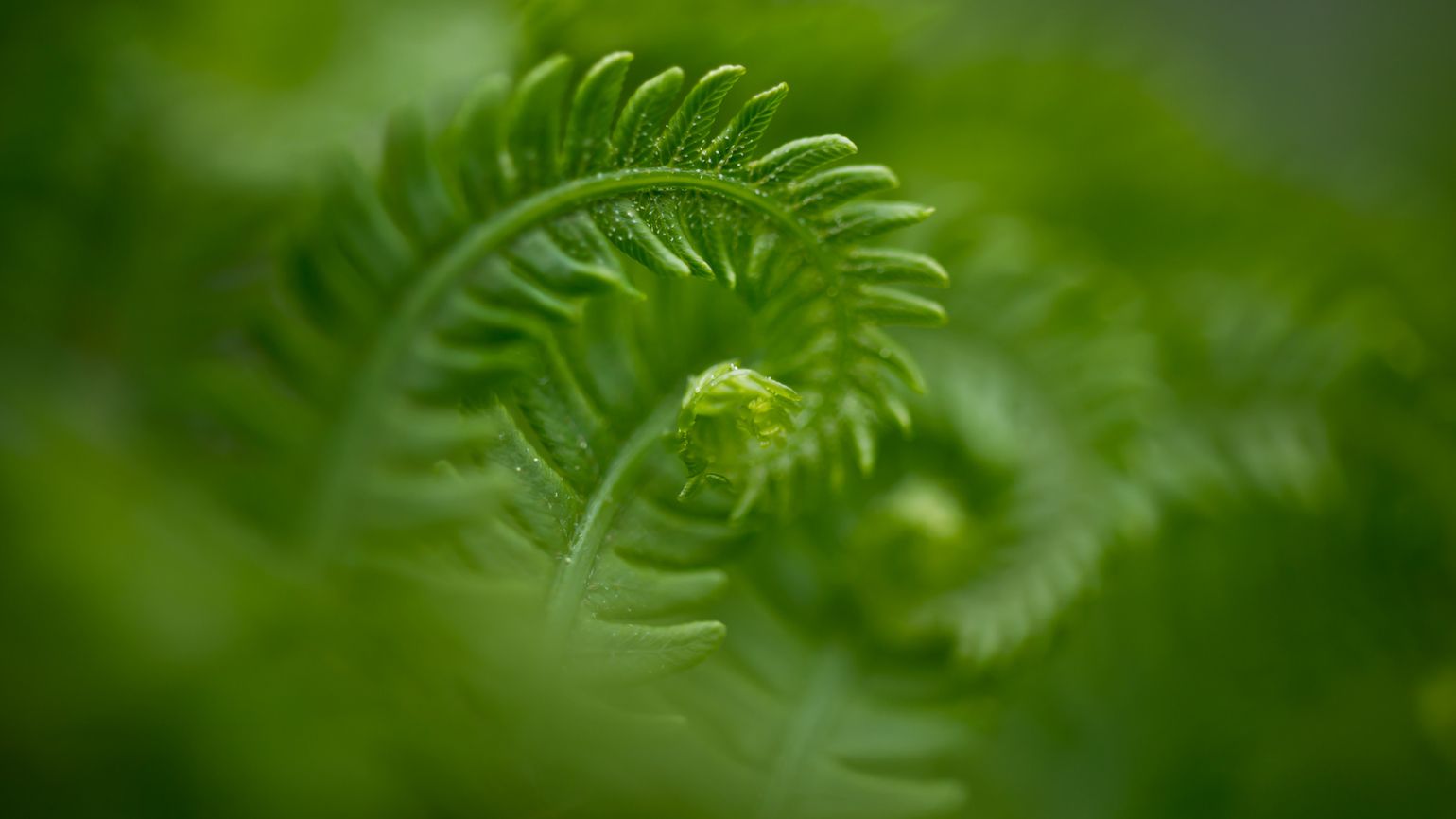 Fern uncurling doing positive living with an inspirational quote