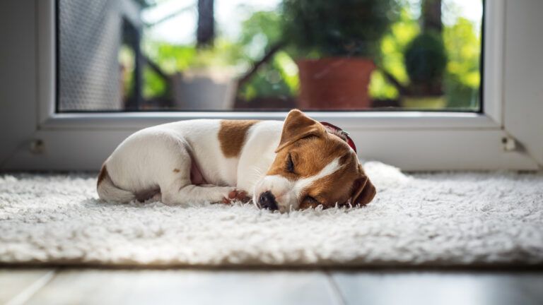 Sleeping puppy