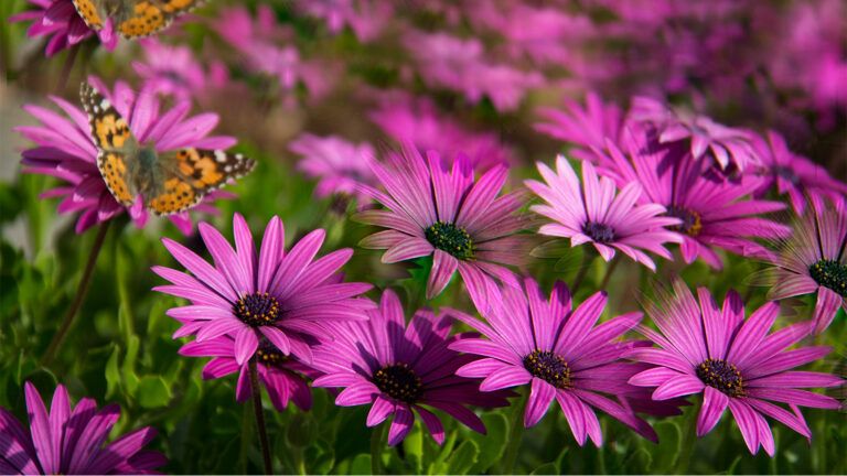 Butterfly on a spring flower