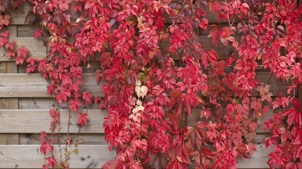 Virginia Creeper