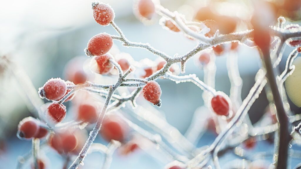 Plant buds covered in frost for an inspirational winter story